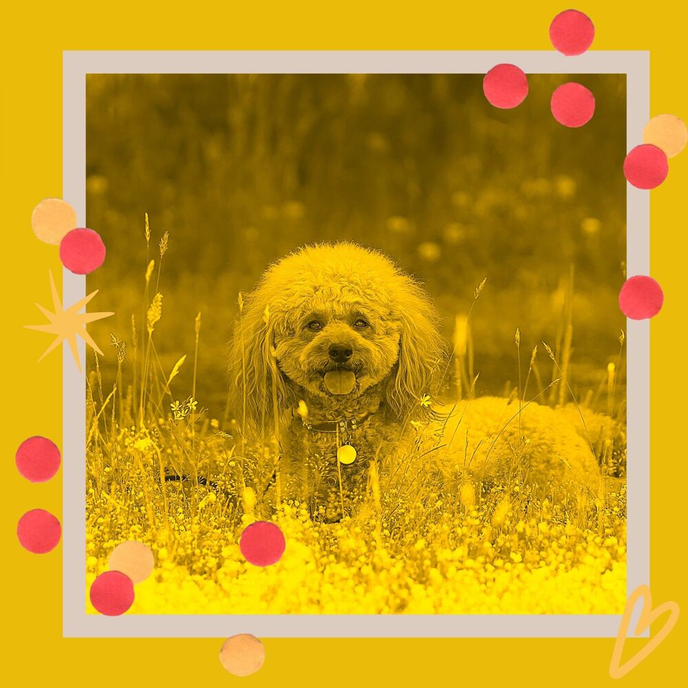 Picture of Music for Calming Dogs (Bossanova)