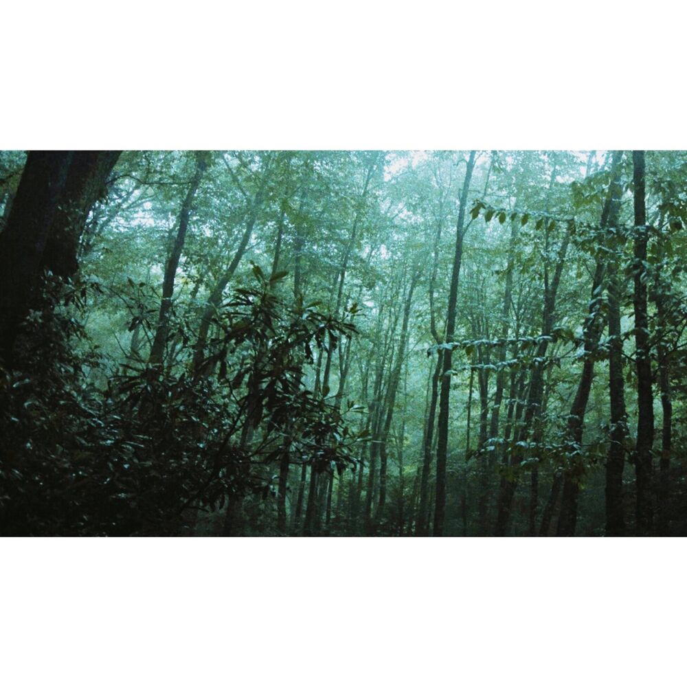 Picture of The Forest