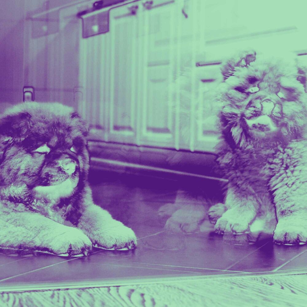 Picture of Dream Like Ambiance for Comforting Puppies