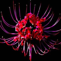Cover of Withered Petals