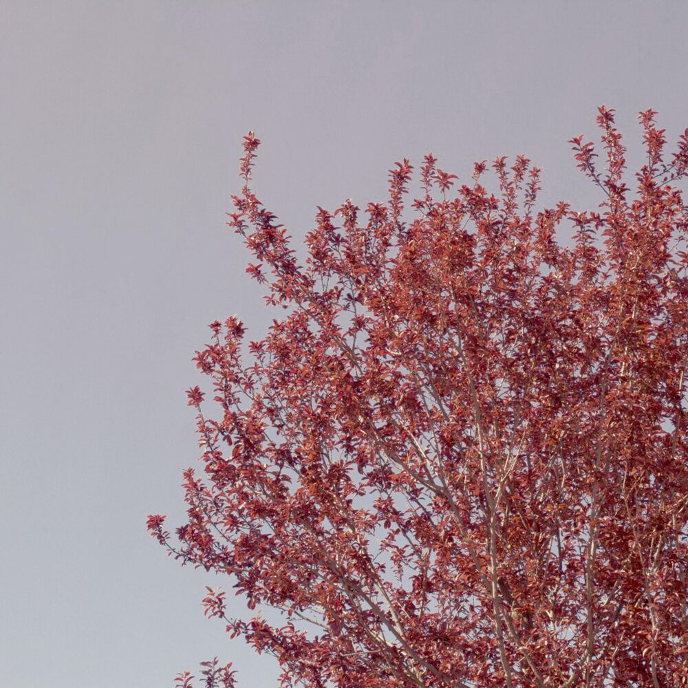 Picture of 002