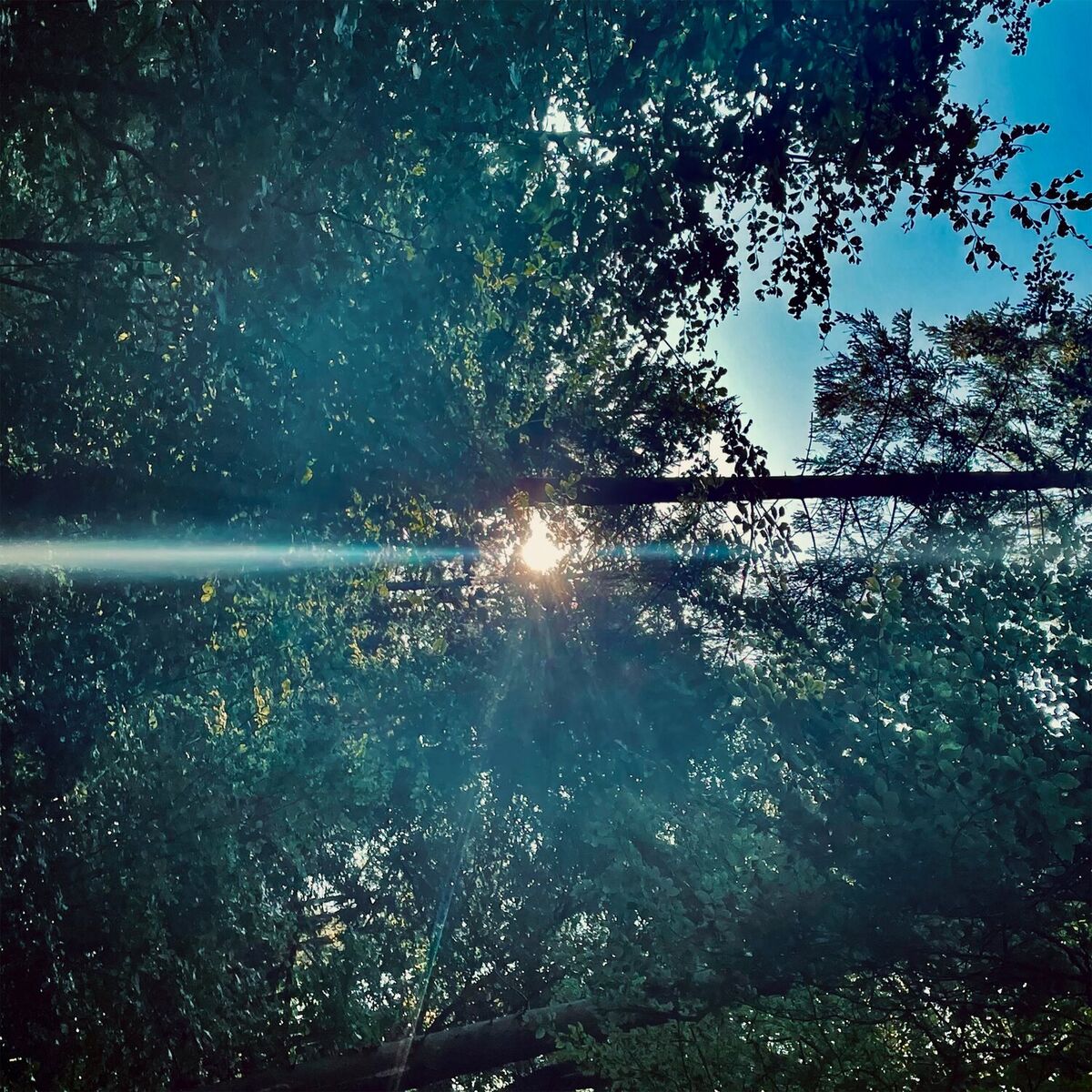 Album cover of Meine Muse (Rework For The Düsseldorf Düsterboys - Edit)