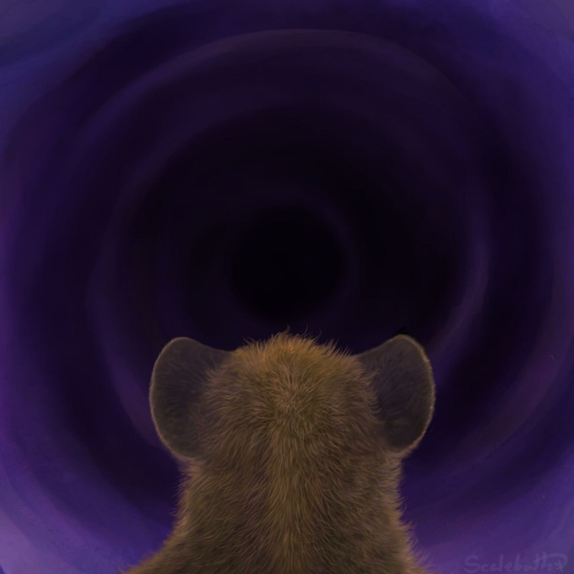 Album cover of Rabbit Hole