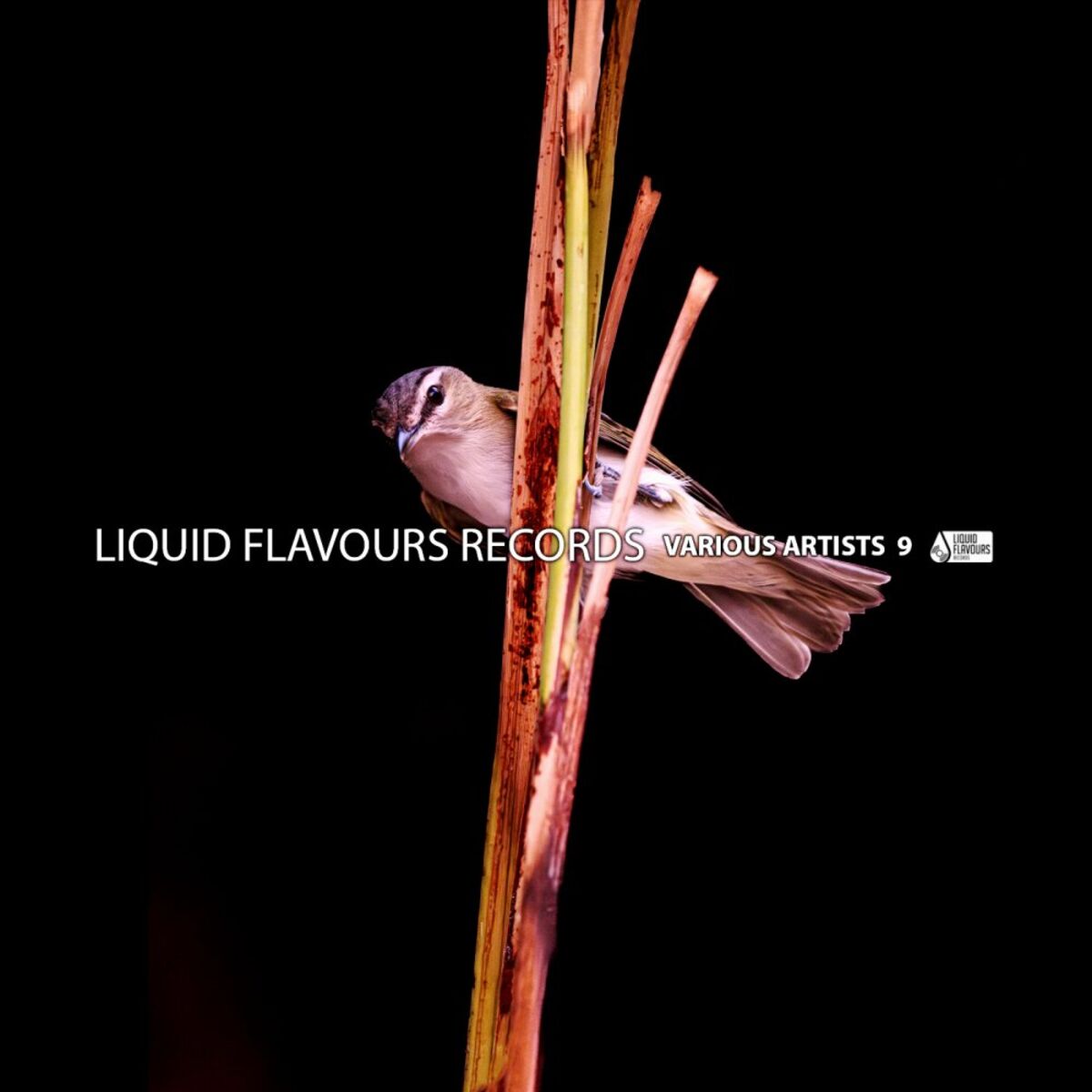 Album cover of Various Artists 9