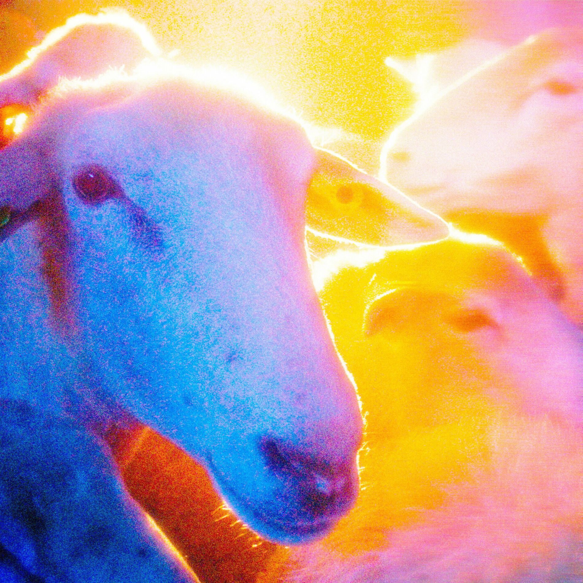 Album cover of Brumeux