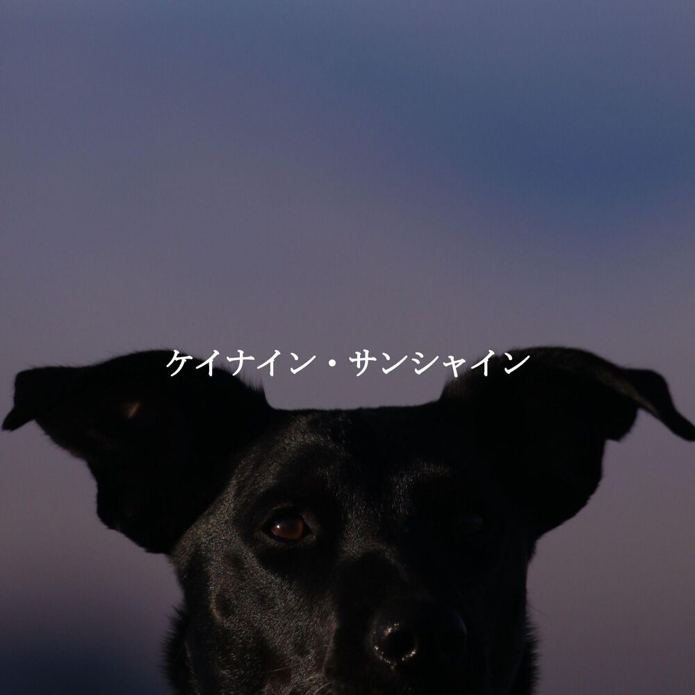 Picture of ケイナイン・サンシャイン