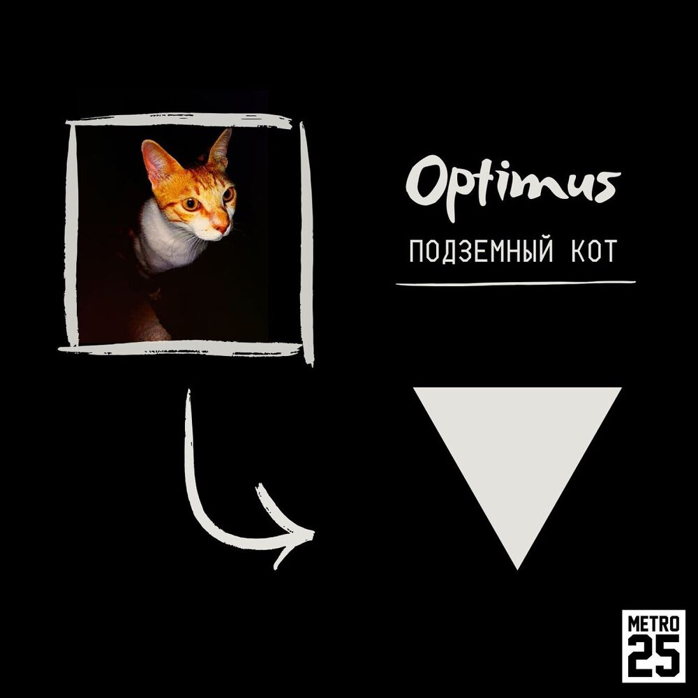 Picture of Подземный кот