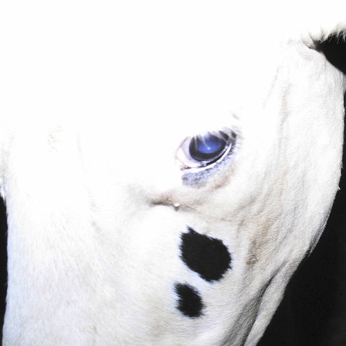 Silica Gel – NamgungFEFERE – Single