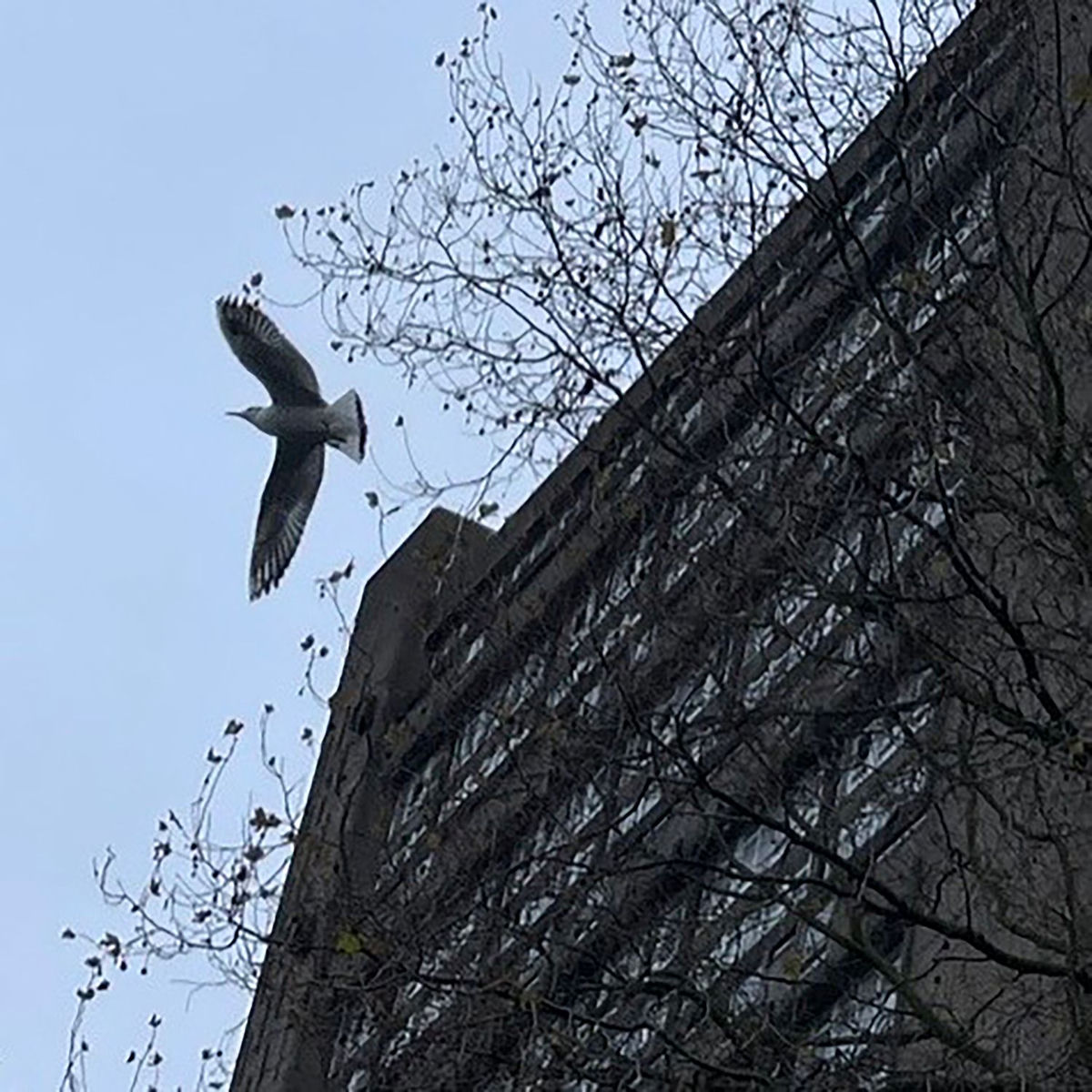 Album cover of Little White Bird (Fragile World)
