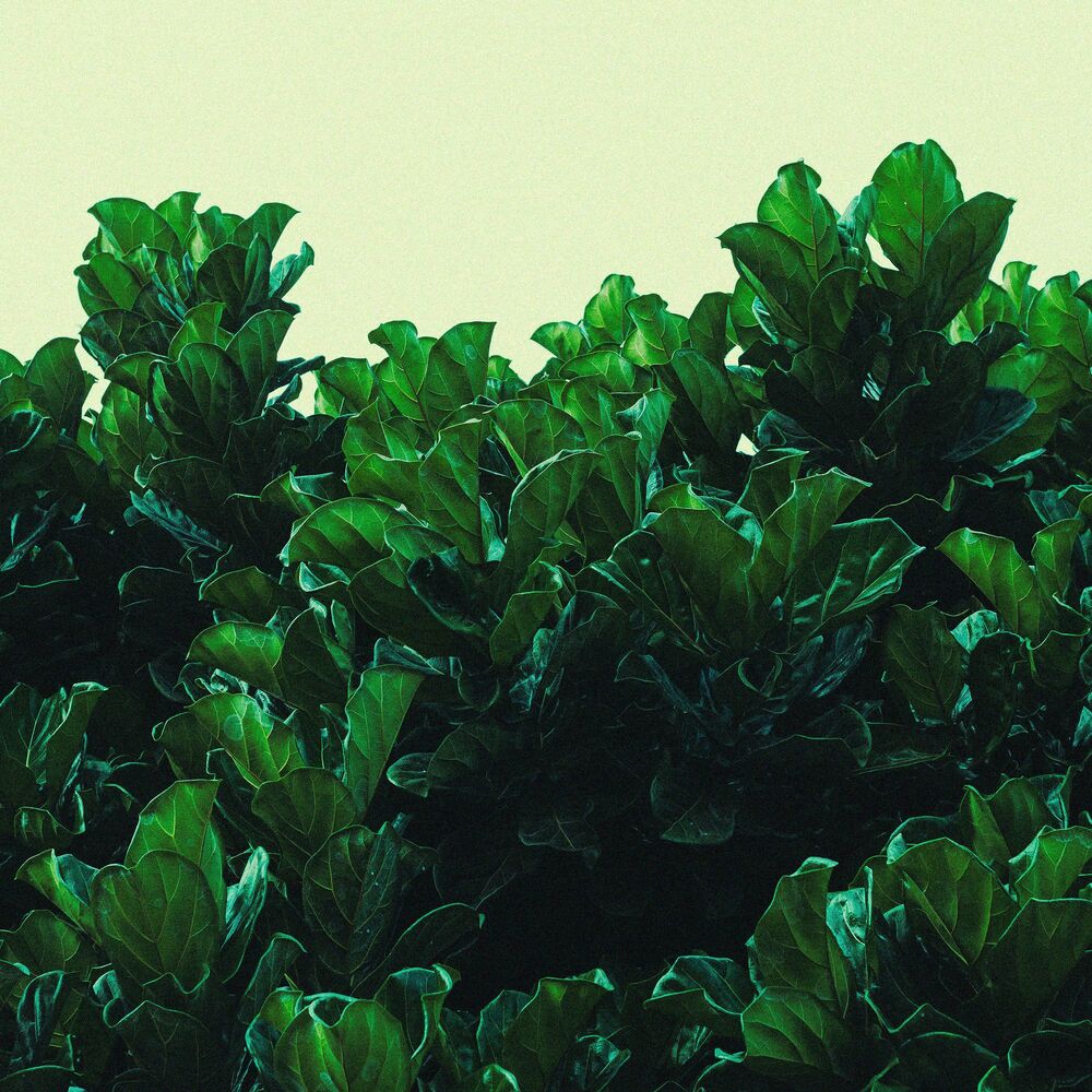 Picture of Crispy Leaves