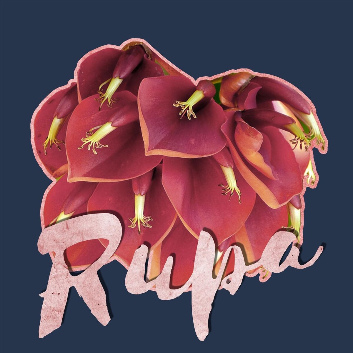 Album cover of Rupa