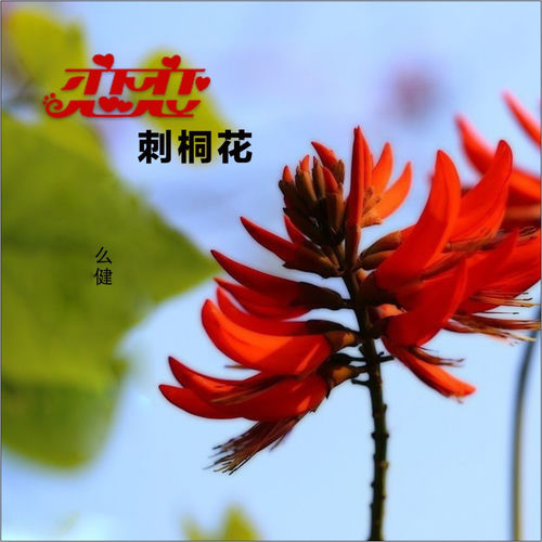 恋恋刺桐花（特为泉州入世遗而作）