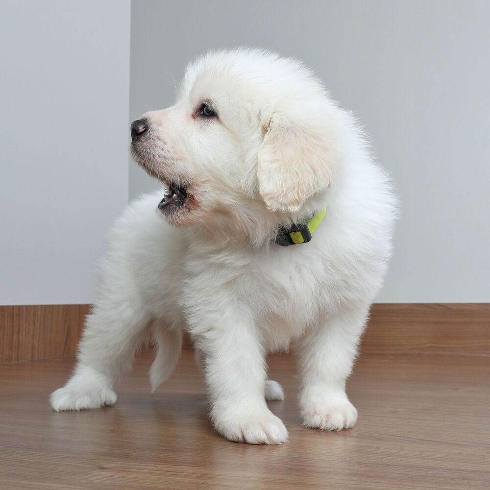 Picture of Lofi Woofs: Blissful Dog Bark Ambient Sounds