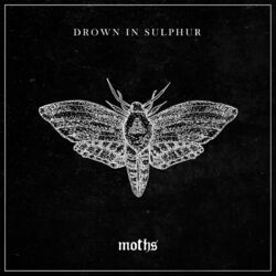 Cover of Moths