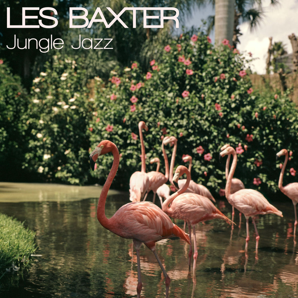 Album cover of Jungle Jazz