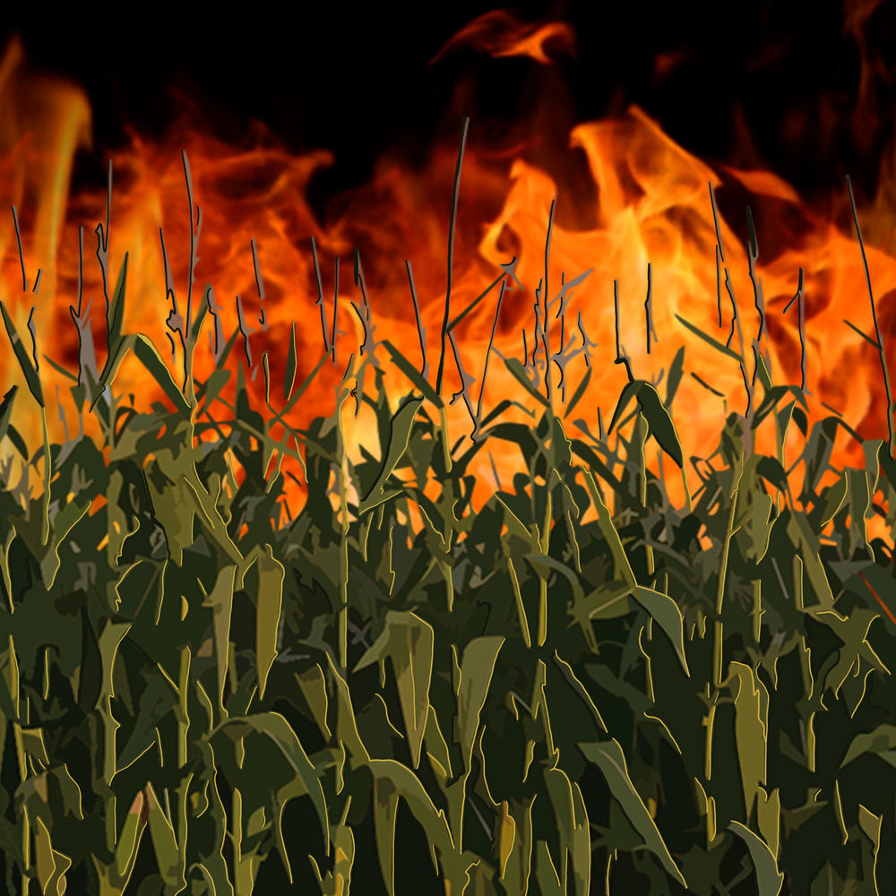 Pochette Cornfield on Fire