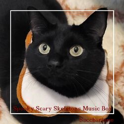 Cover of Spooky Scary Skeletons Music Box