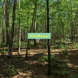 Cover of Wildflower