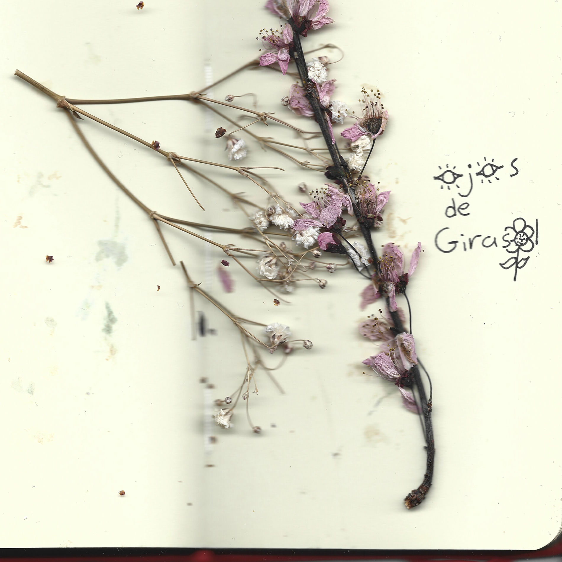 Album cover of Ojos de Girasol