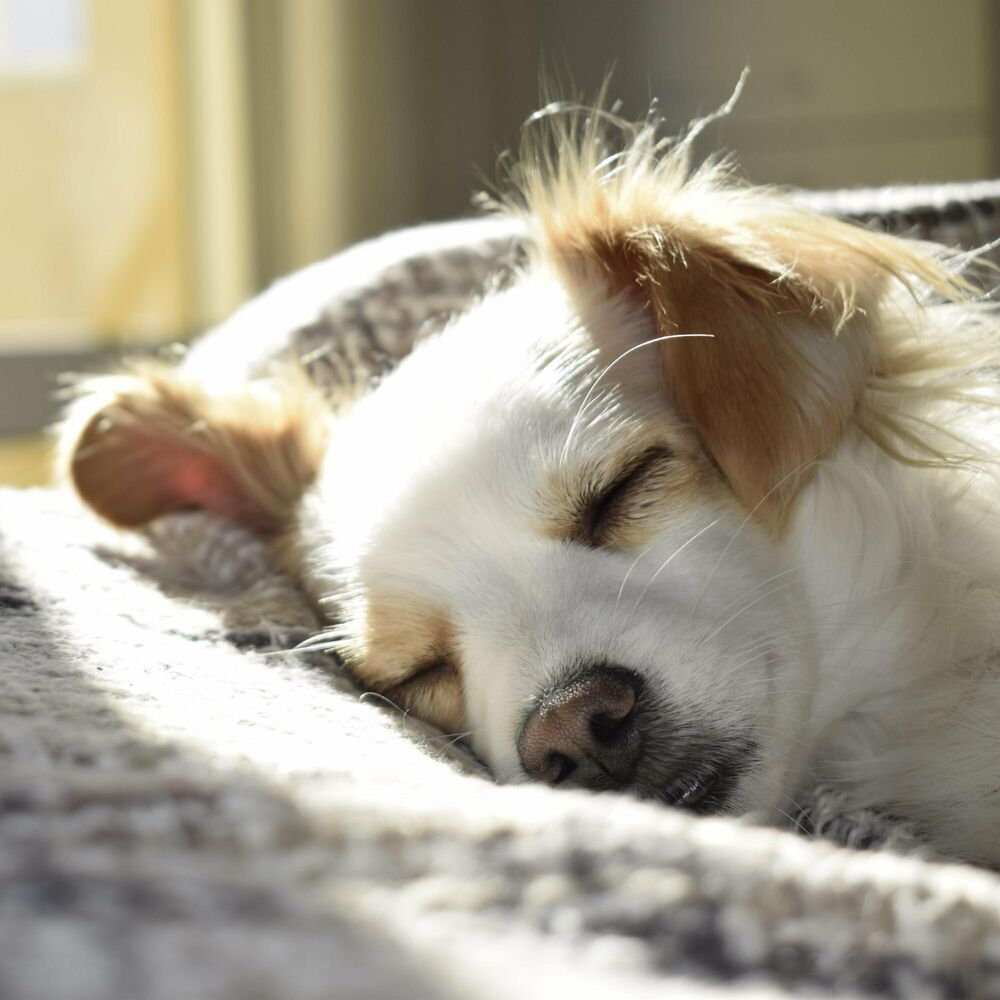 Picture of Sleeping Dog