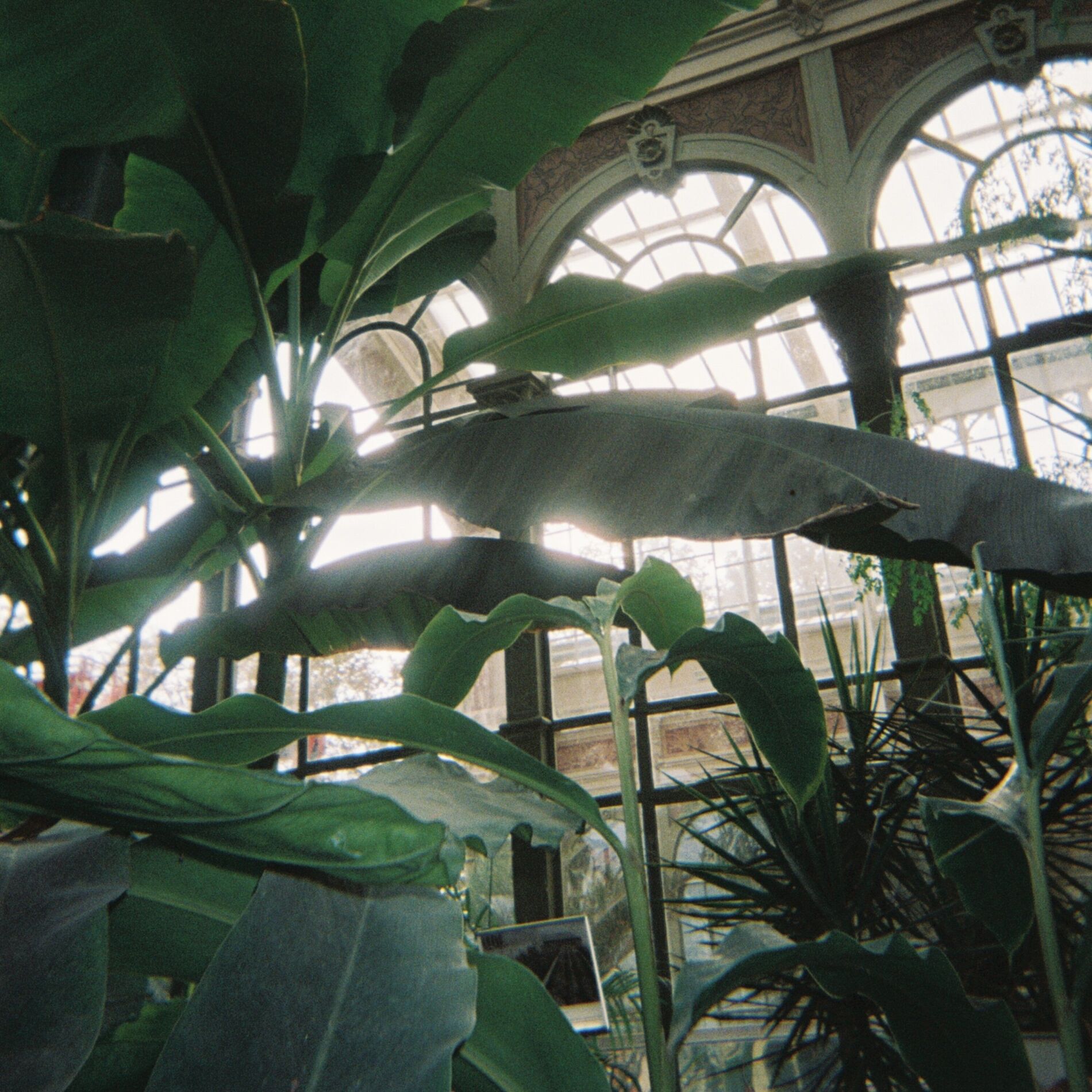 Album cover of Nectar