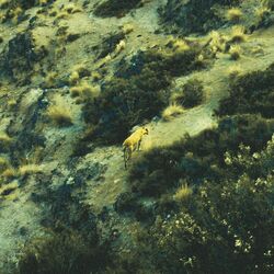 Cover of Páramo