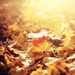 Cover of Fall