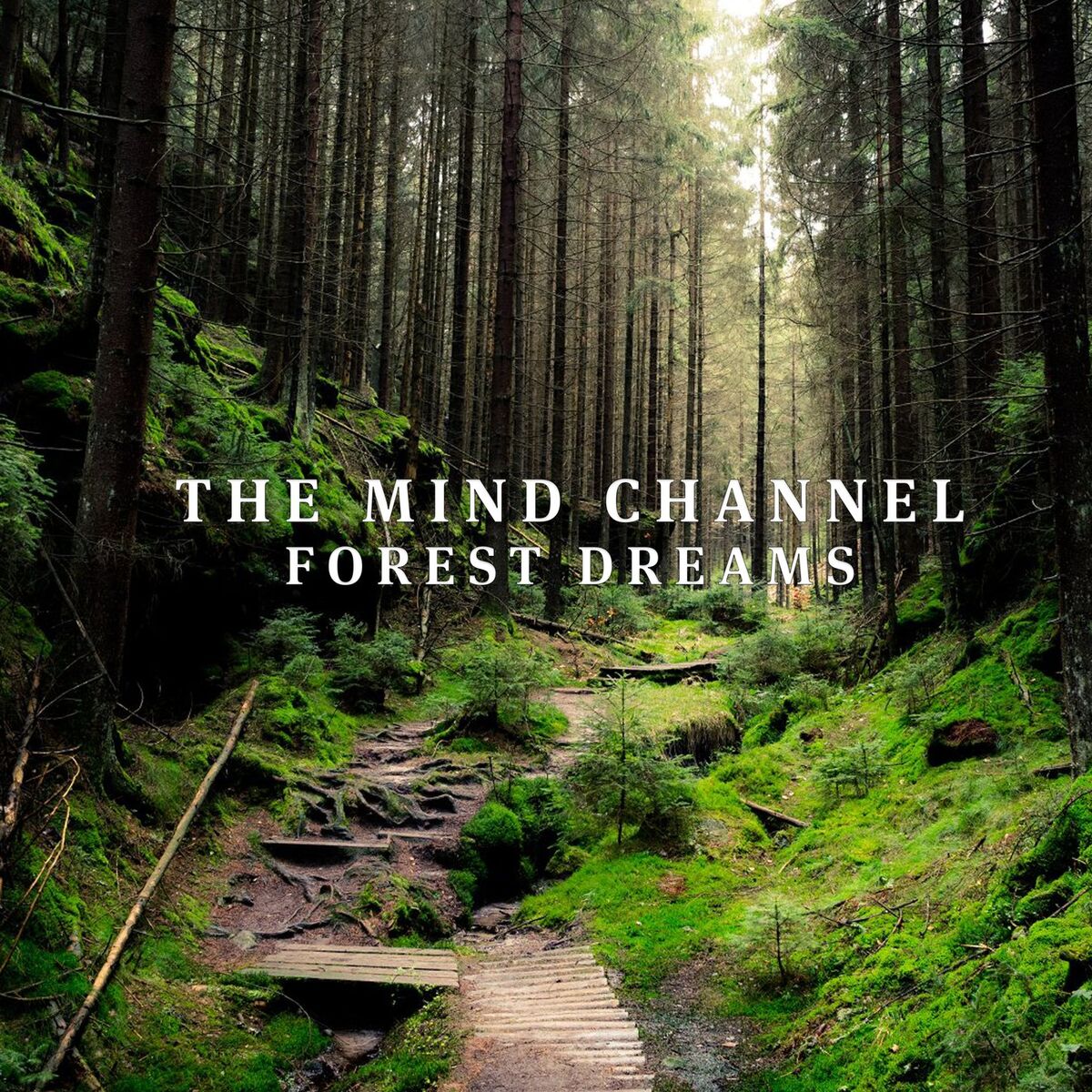 Album cover of Forest Dreams
