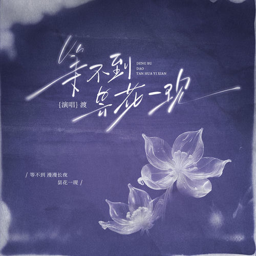 等不到昙花一现