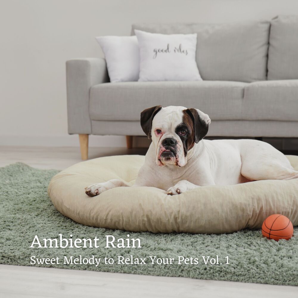 Picture of Ambient Rain: Sweet Melody to Relax Your Pets Vol. 1