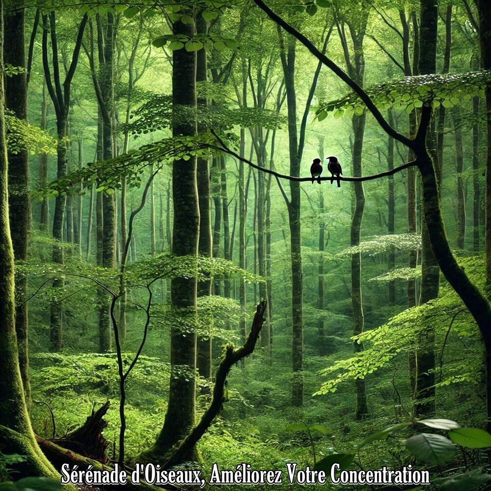 Picture of Sérénade d'Oiseaux, Améliorez Votre Concentration