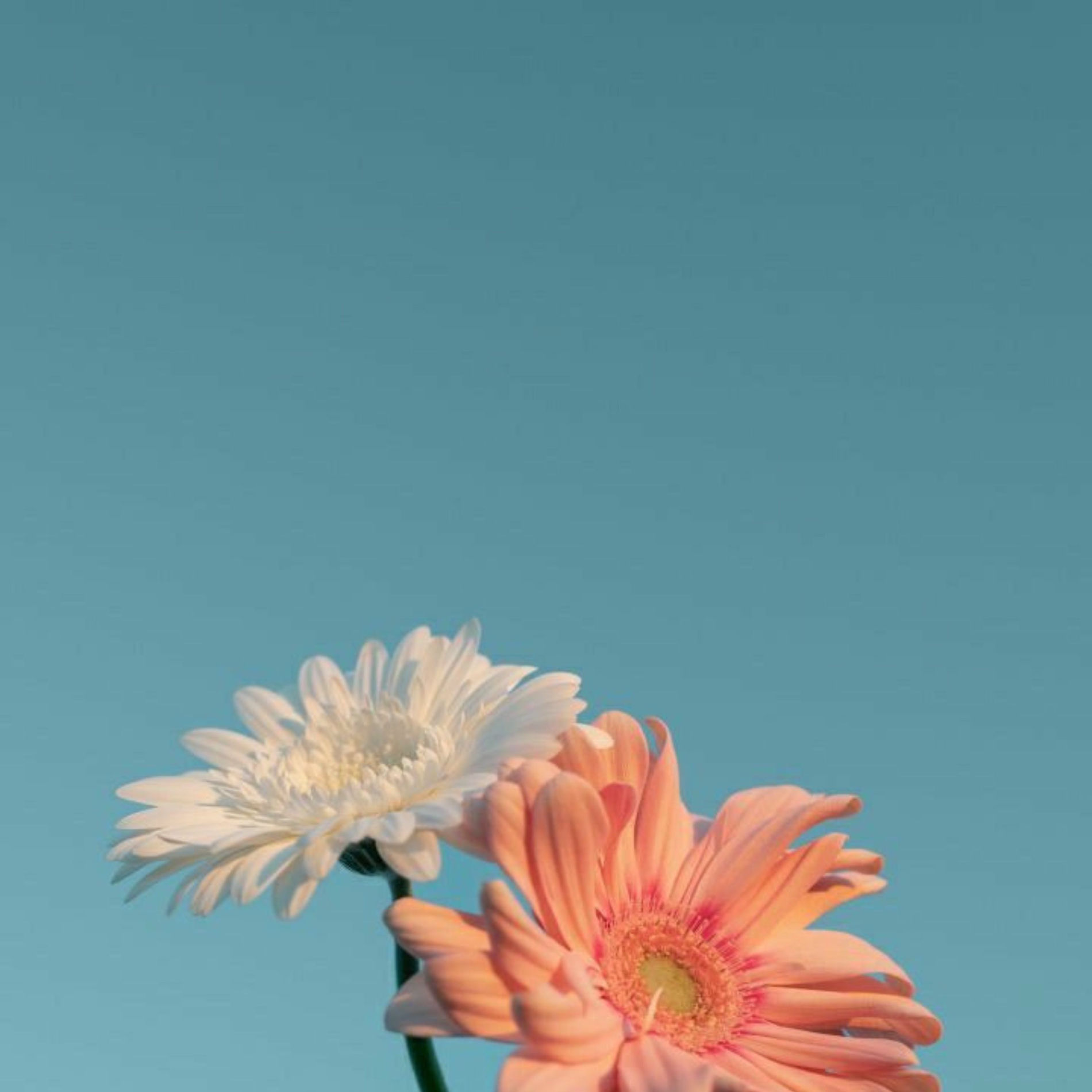 Album cover of Reflejos de Calma