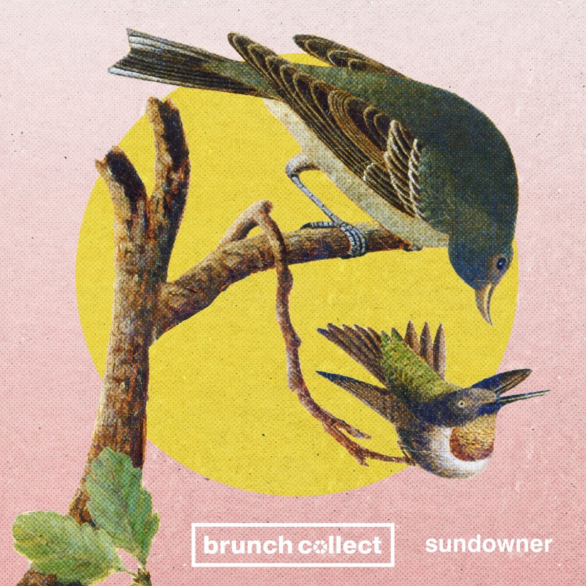 Album cover of Sundowner
