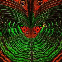 Cover of Wild