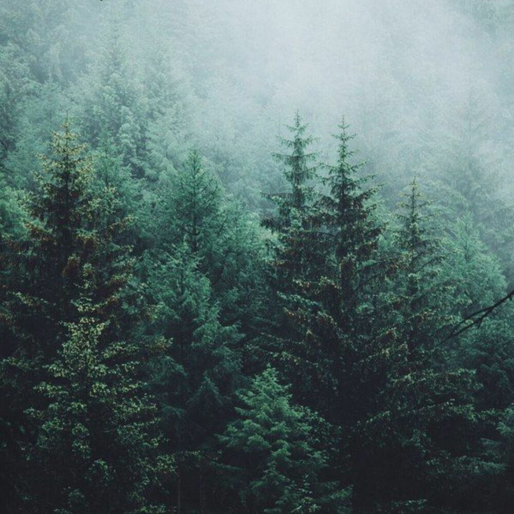 Picture of Breath Of Fresh Air
