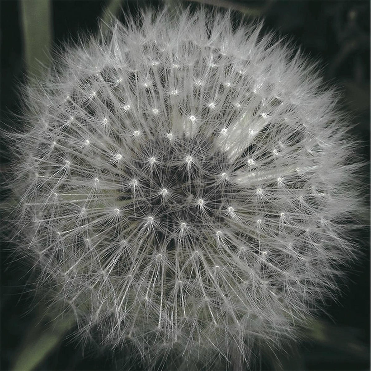 Album cover of Imagine the Sharks