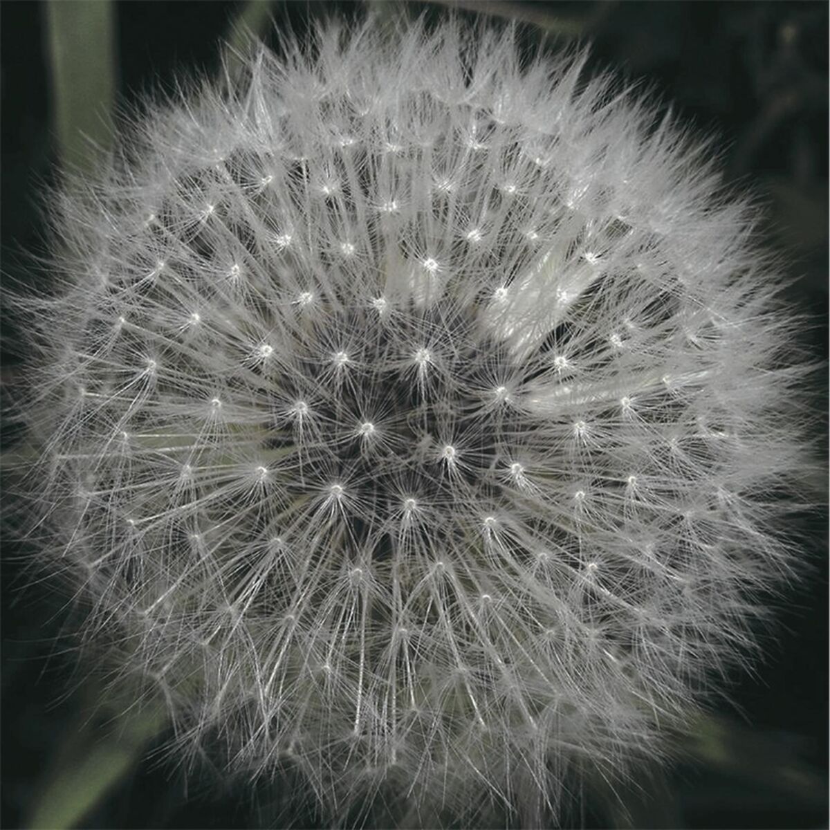 Album cover of Meanwhile Gardens