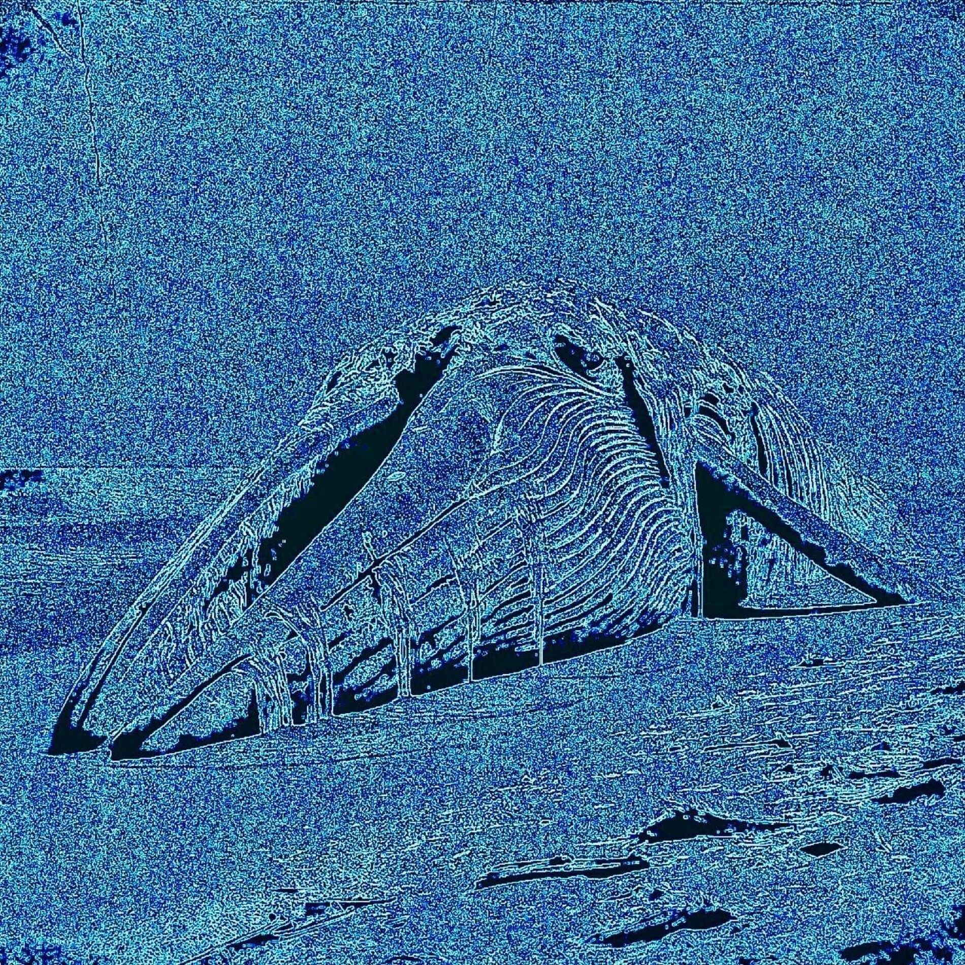 Album cover of Cetáceo
