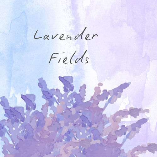 Lavender Fields
