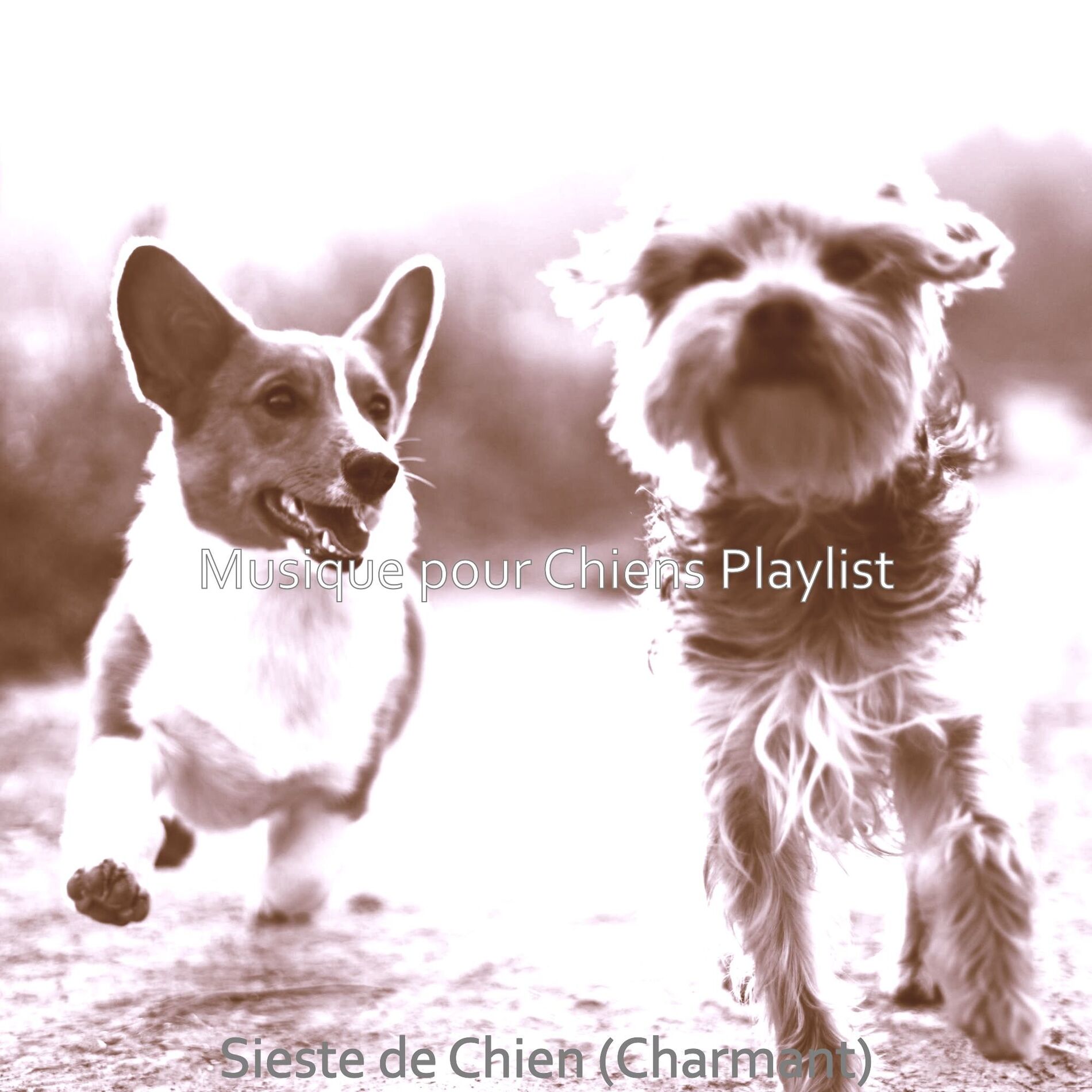 Album cover of Sieste de Chien (Charmant)