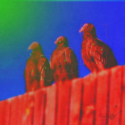 Pochette album