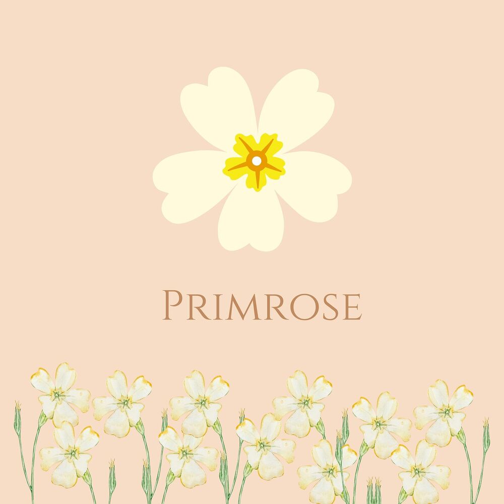 Picture of Primrose
