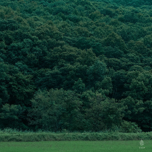 Norwegian Wood – Forest