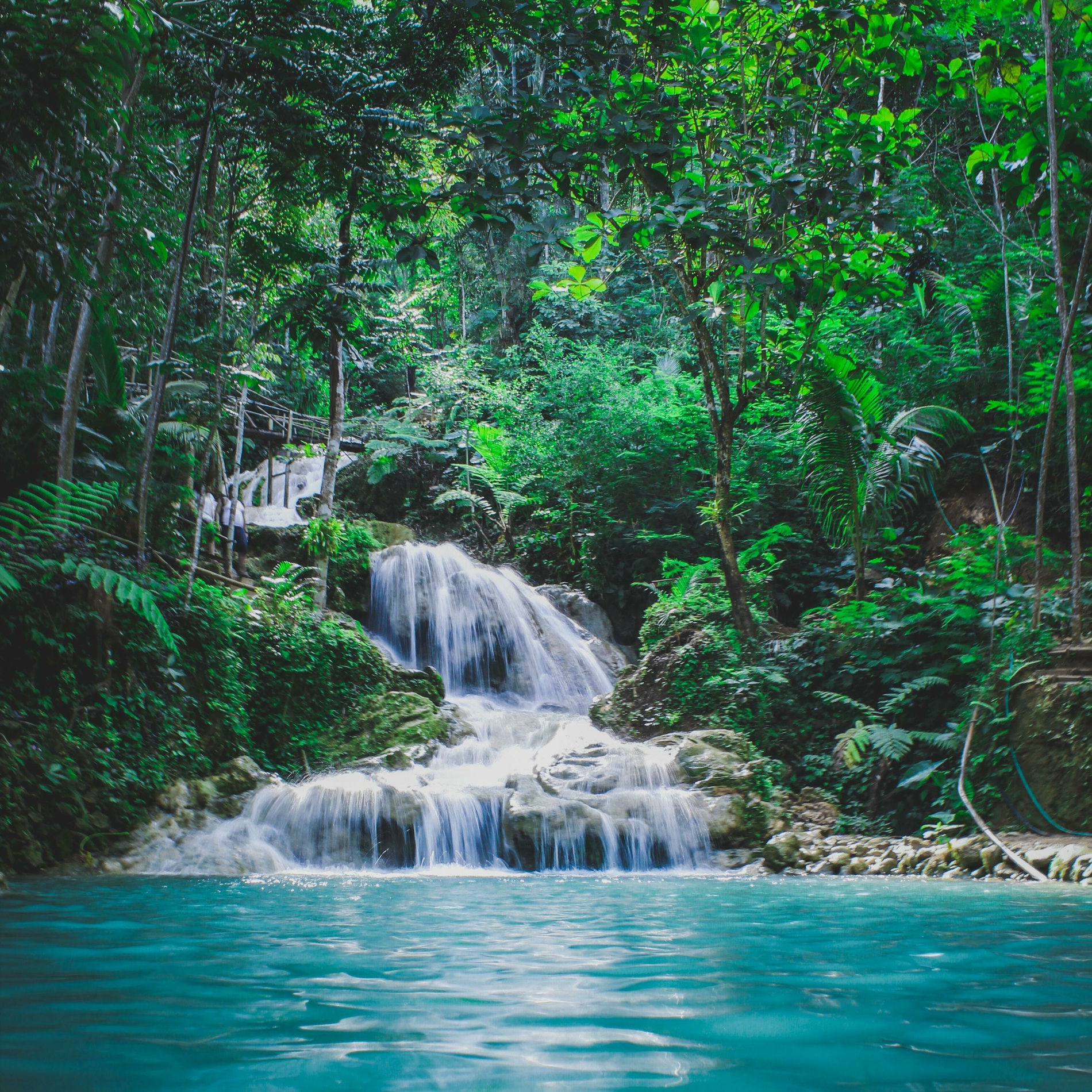 Album cover of Organic Jungle