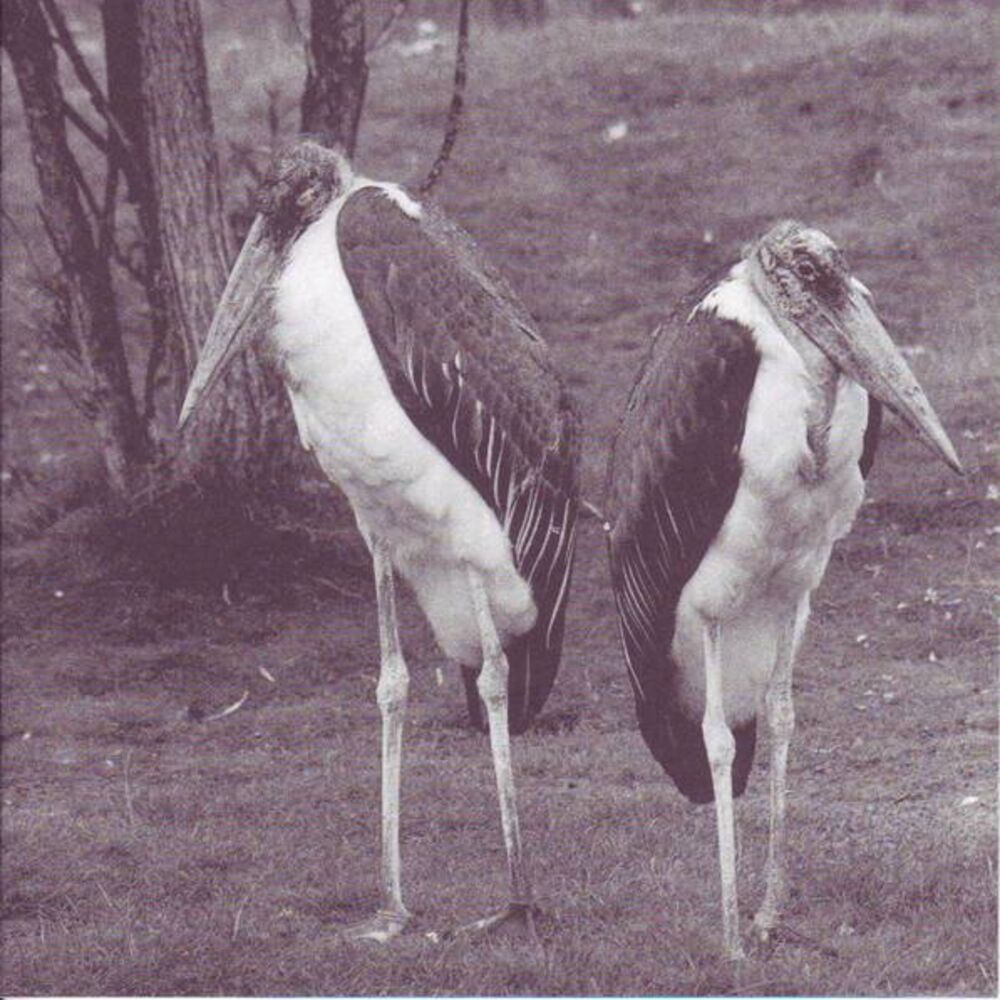 Picture of Rakkaus