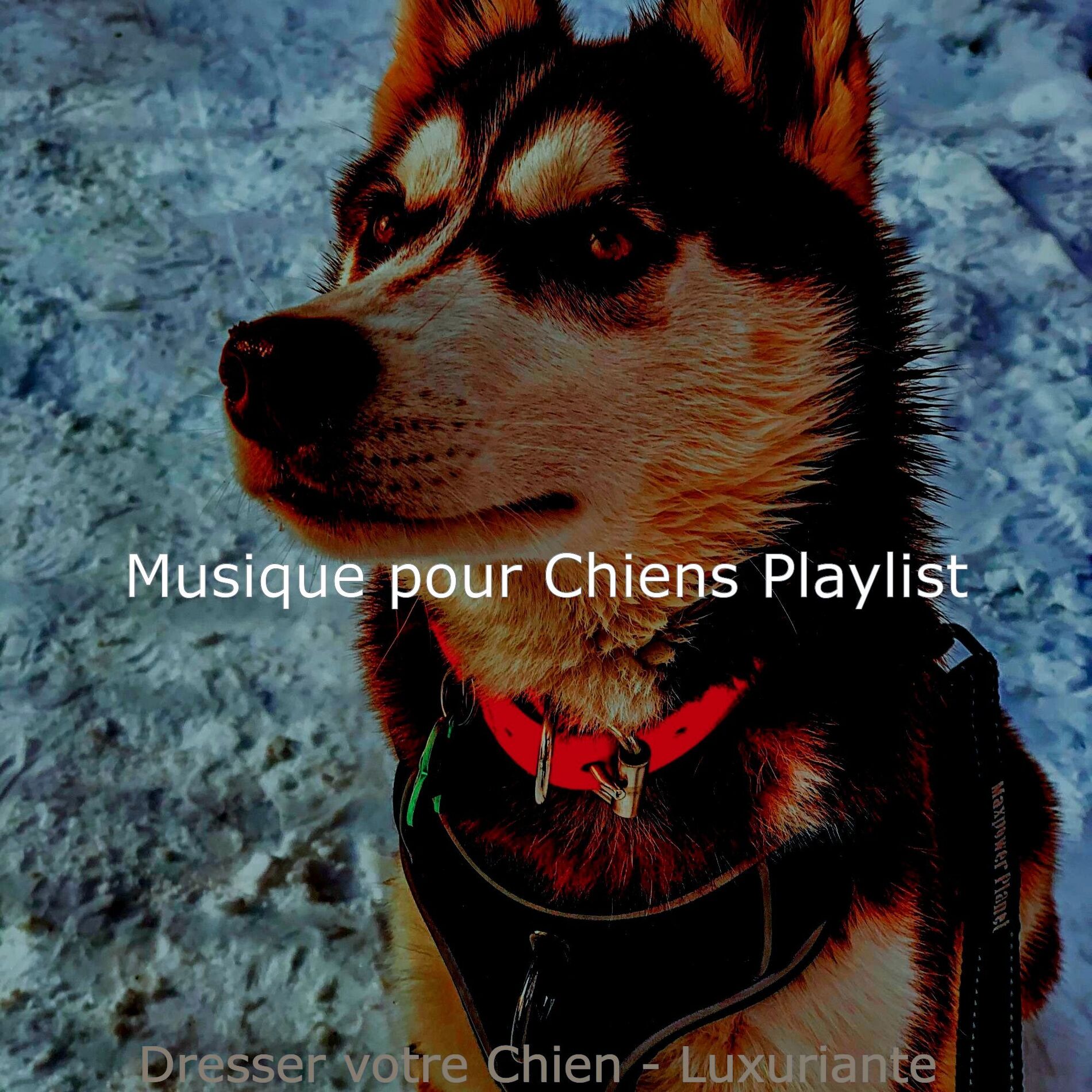 Album cover of Dresser votre Chien - Luxuriante