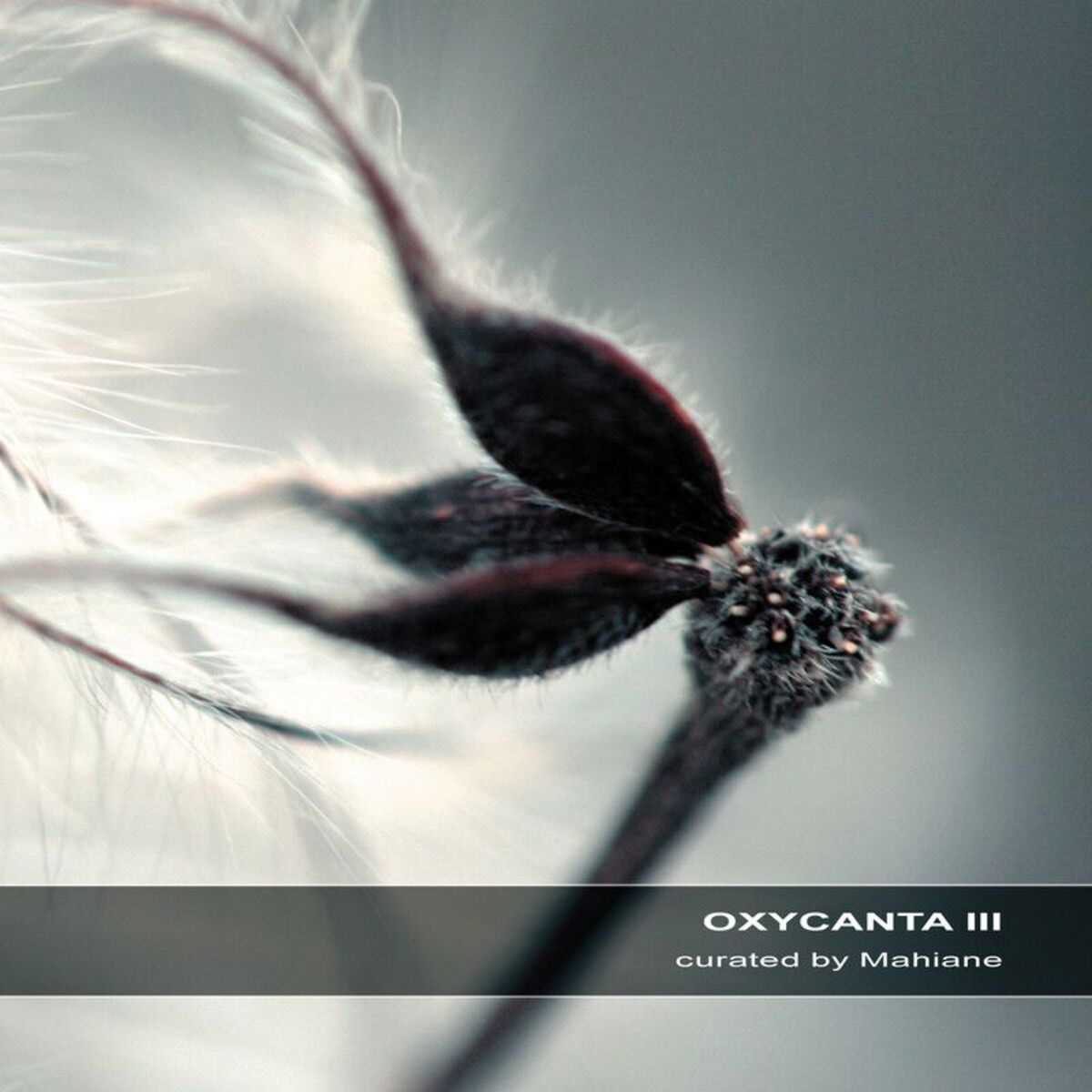 Album cover of Oxycanta III