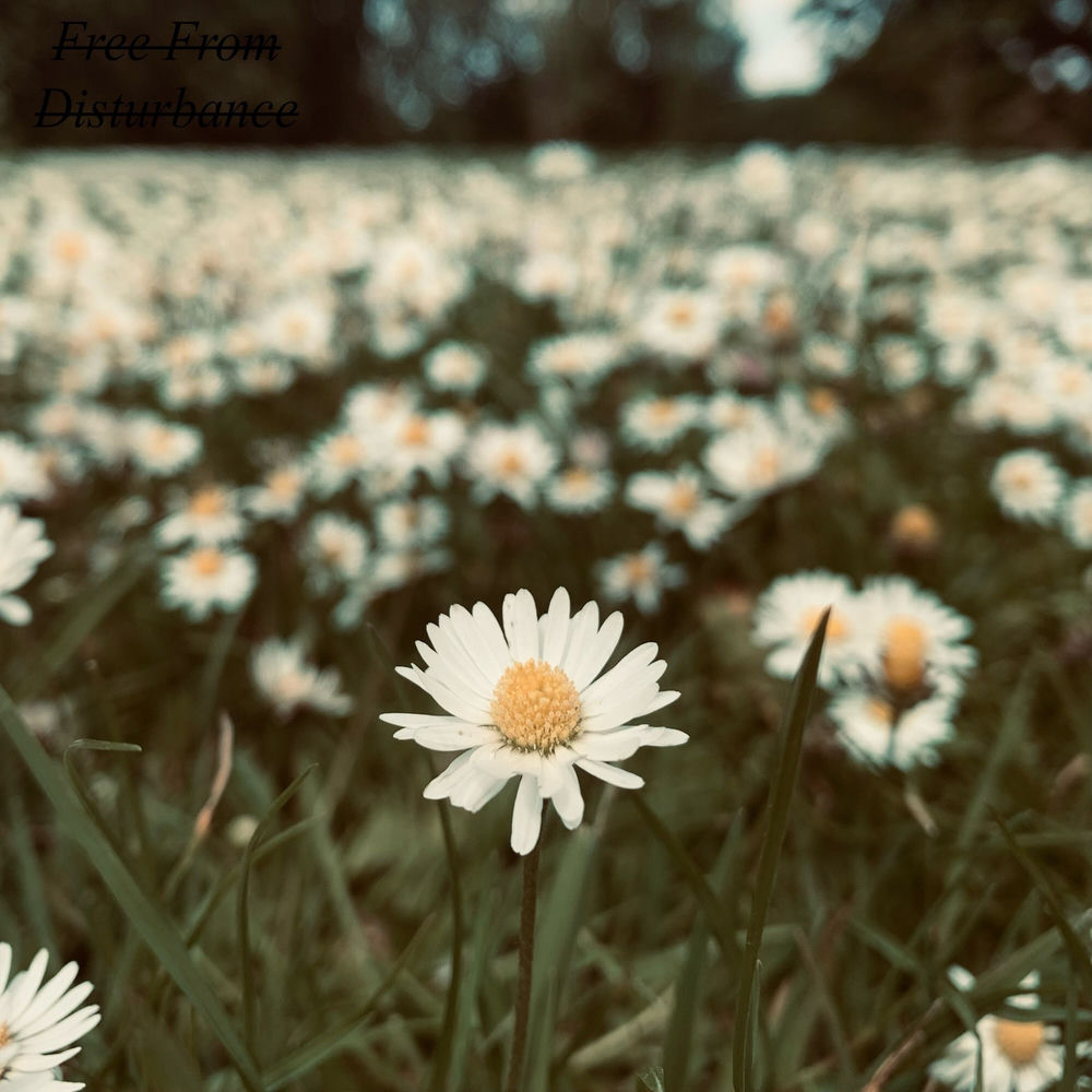 Free From Disturbance artwork