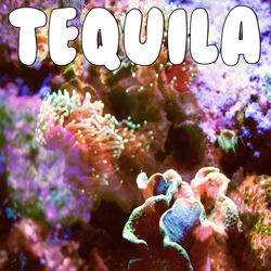 Tequila