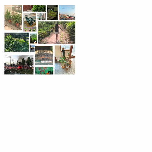 Old English Sheep Dog – Summer’s Conversation in 2020 – Single